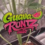 Guava Runtz Auto - Champion Line 🏆