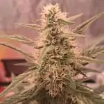Alderaan Cookies Automatic from V-Buds