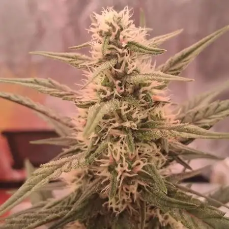 Alderaan Cookies Automatic from V-Buds