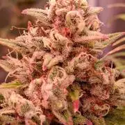 Auto | Dr. Zaius OG from V-Buds