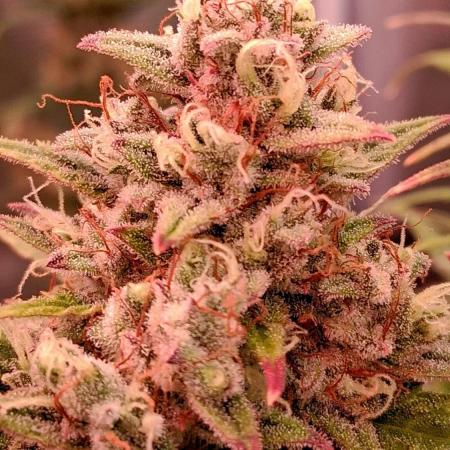Auto | Dr. Zaius OG from V-Buds