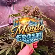 Mendo Frost Auto ❄️ 🏆