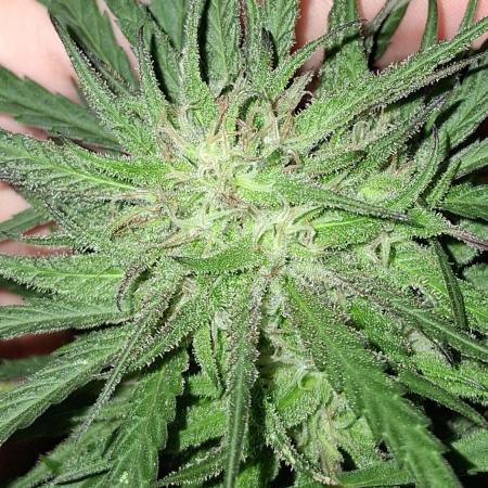 Zombie Kush Outdoor 2025