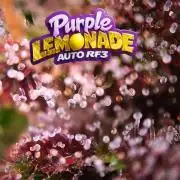 Purple Lemonade Auto RF3 😈🥤3️⃣