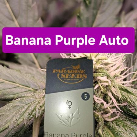 Banana Purple Auto | Paradise Seeds