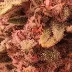 Second Time  3 Autoflower Strains