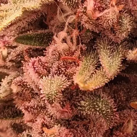 Second Time  3 Autoflower Strains