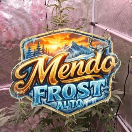 Mendo Frost Auto ❄️ 🏆