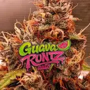 Guava Runtz Auto - Champion Line 🏆