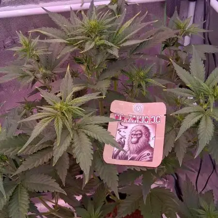 Auto | Dr. Zaius OG from V-Buds
