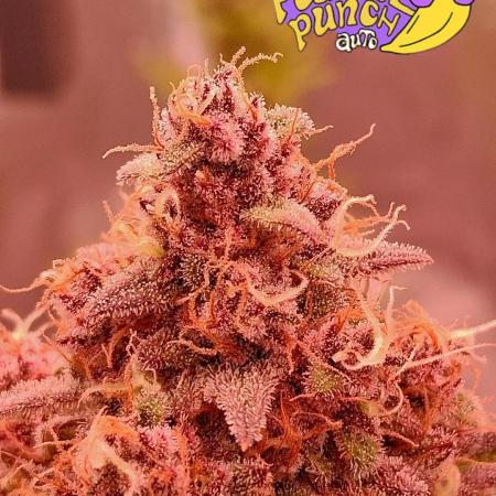 Banana Purpel Punsh Organisch mit EPN