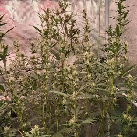 Auto | Dr. Zaius OG from V-Buds