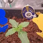 Super Strains Do-Si-Dos Auto & Hy-Pro