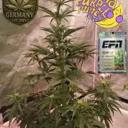 Banana Purpel Punsh Organisch mit EPN