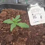 Guava Runtz Auto - Champion Line 🏆
