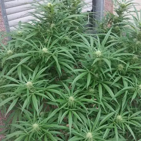 Zombie Kush Outdoor 2025