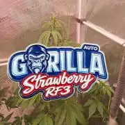 Strawberry Gorilla Auto RF3 🦍🍓