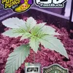 Banana Purpel Punsh Organisch mit EPN