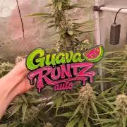 Guava Runtz Auto - Champion Line 🏆