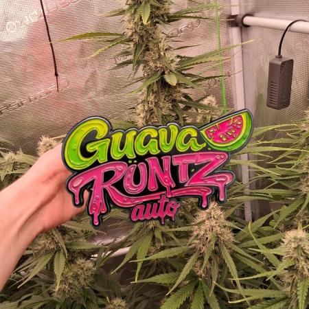 Guava Runtz Auto - Champion Line 🏆