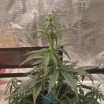 Alderaan Cookies Automatic from V-Buds