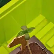 Super Strains Do-Si-Dos Auto & Hy-Pro