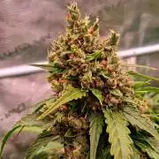 Banana Purple Auto | Paradise Seeds