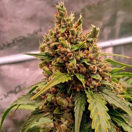 Banana Purple Auto | Paradise Seeds