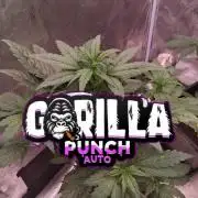 Gorilla Punch Auto 🦍 🥊 Fast Buds