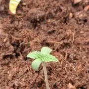 Super Strains Do-Si-Dos Auto & Hy-Pro