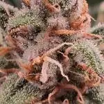 Alderaan Cookies Automatic from V-Buds