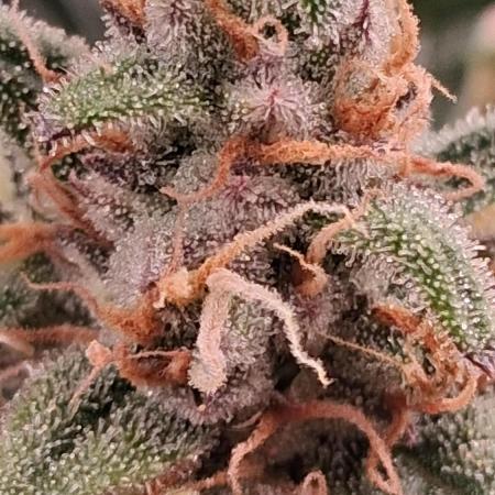 Alderaan Cookies Automatic from V-Buds