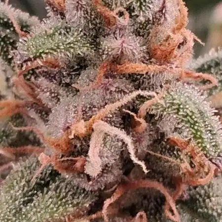 Alderaan Cookies Automatic from V-Buds