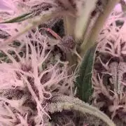 Banana Purpel Punsh Organisch mit EPN