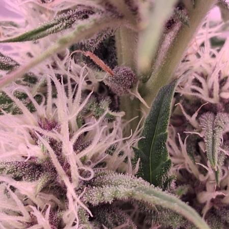 Banana Purpel Punsh Organisch mit EPN