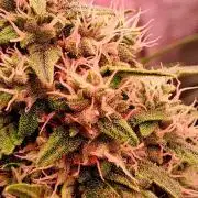 Banana Purple Auto | Paradise Seeds
