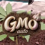 GMO Auto Fast Buds