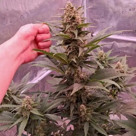 Banana Purple Punch Auto RF3 Fastbuds
