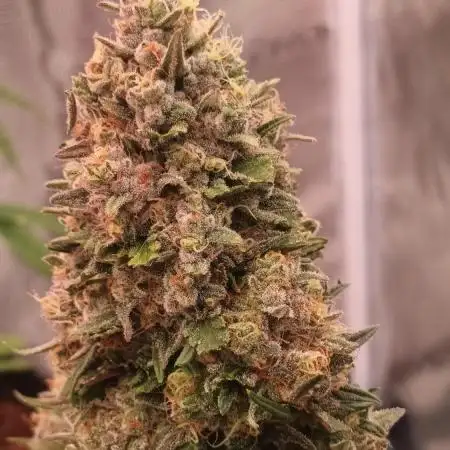First Time 3 Automatic Strains