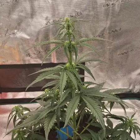 Alderaan Cookies Automatic from V-Buds