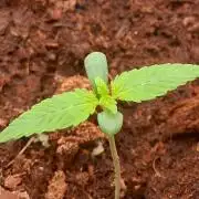 Banana Purple Auto | Paradise Seeds