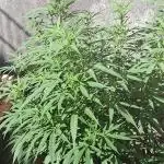 Zombie Kush Outdoor 2025