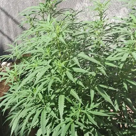 Zombie Kush Outdoor 2025