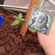 Auto | Dr. Zaius OG from V-Buds