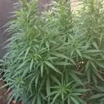 Zombie Kush Outdoor 2025
