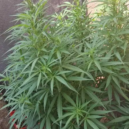 Zombie Kush Outdoor 2025