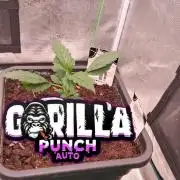 Gorilla Punch Auto š¦ š„ Fast Buds