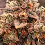 Mendo Frost Auto ❄️ 🏆
