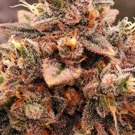 Mendo Frost Auto ❄️ 🏆