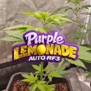 Purple Lemonade Auto RF3 😈🥤3️⃣